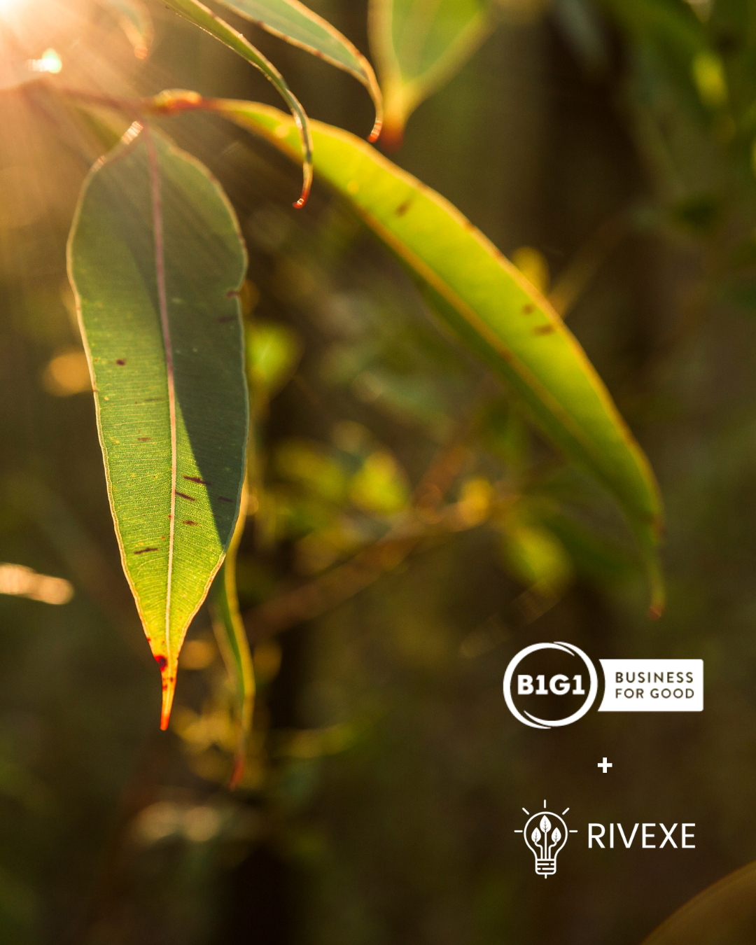 Copy of Rivexe Social Media (Instagram Post (45))